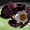 Primula Auricula The Raven - Abriachan Nurseries